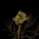 صورة Ruellia jaliscana Standl.