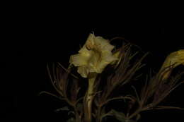 صورة Ruellia jaliscana Standl.