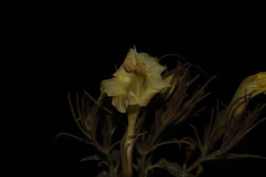 Image of Ruellia jaliscana Standl.