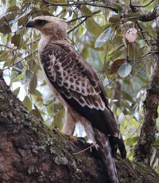 Nisaetus nipalensis Hodgson 1836 resmi