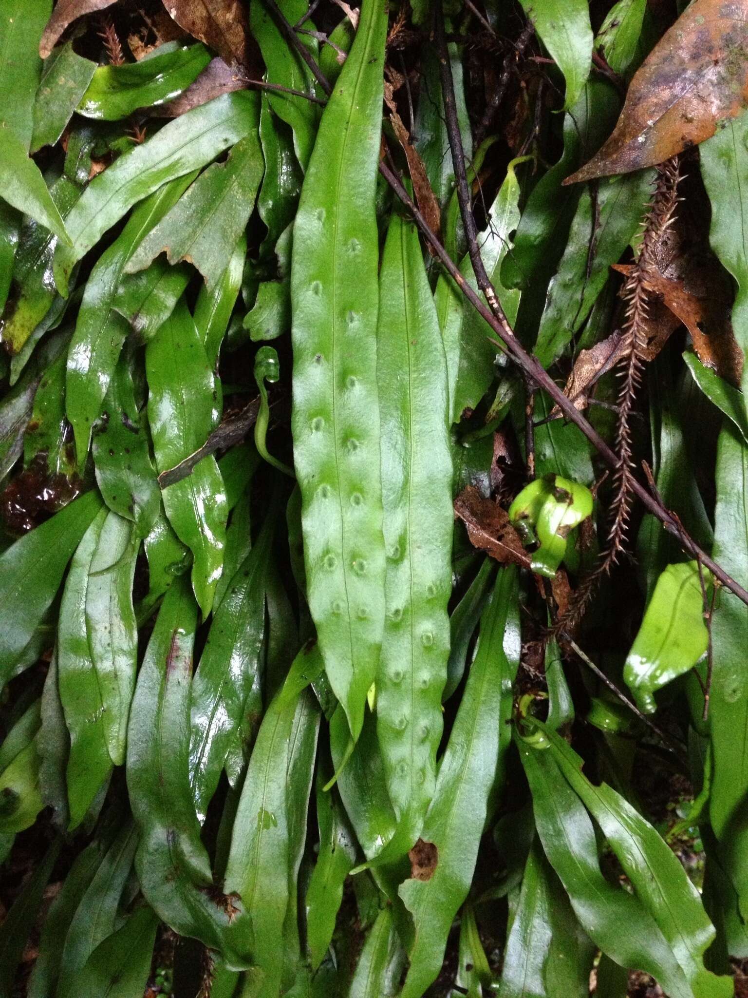 Image of Loxogramme dictyopteris (Mett.) Copel.