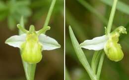 Image of Ophrys apifera var. chlorantha (Hegetschw.) Nyman