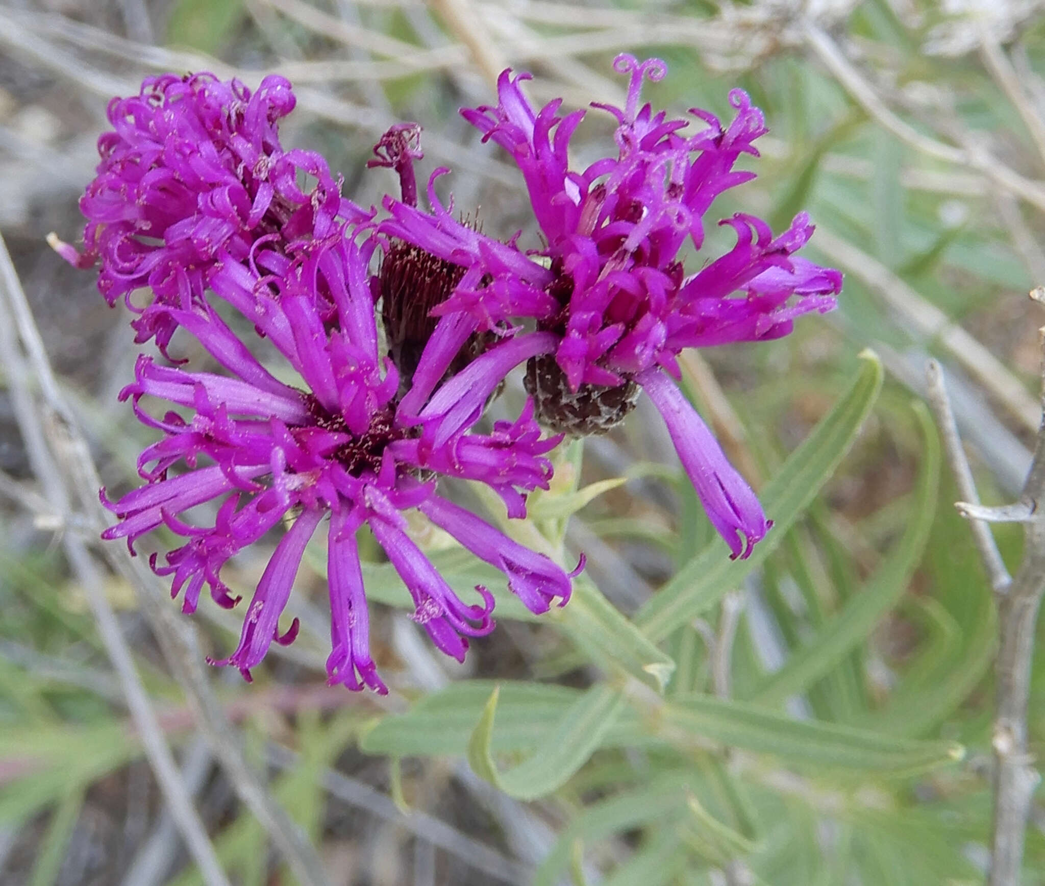 Imagem de Vernonia marginata (Torr.) Rafin.