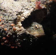 Image of Padded sculpin