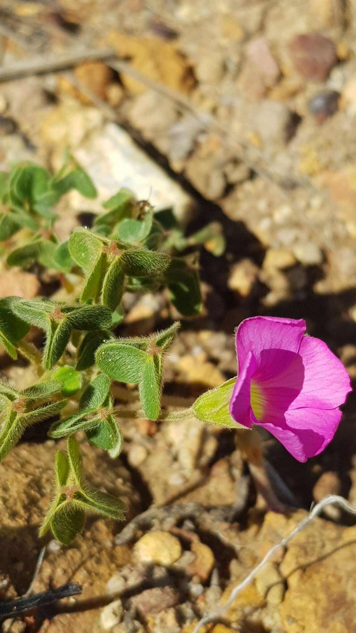 Sivun Oxalis lanata var. rosea T. M. Salter kuva