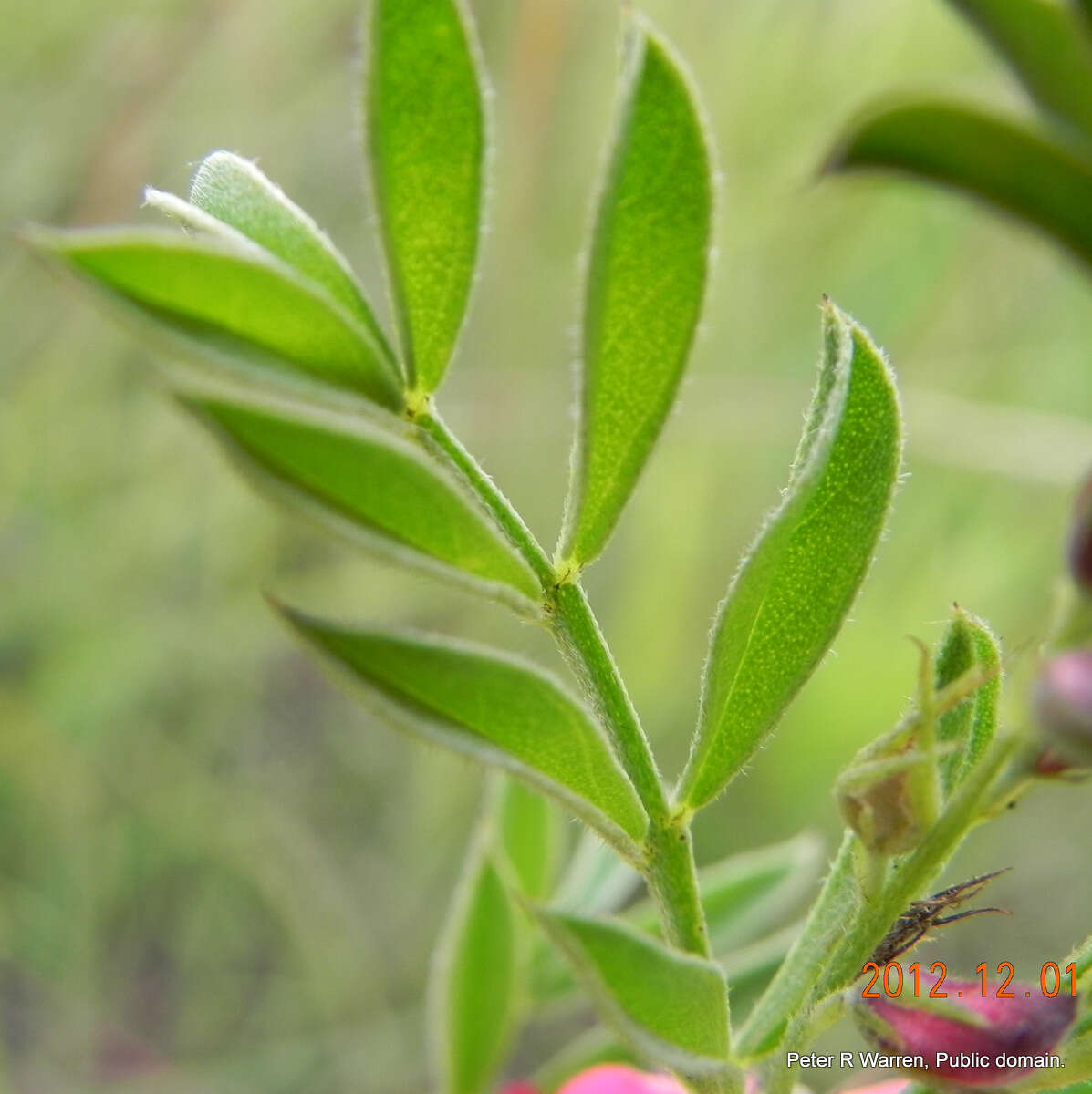 Imagem de Indigofera hilaris Eckl. & Zeyh.