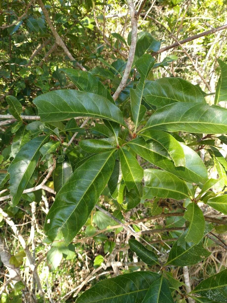 Image of Planchonella pohlmaniana (F. Muell.) Pierre ex Dubard