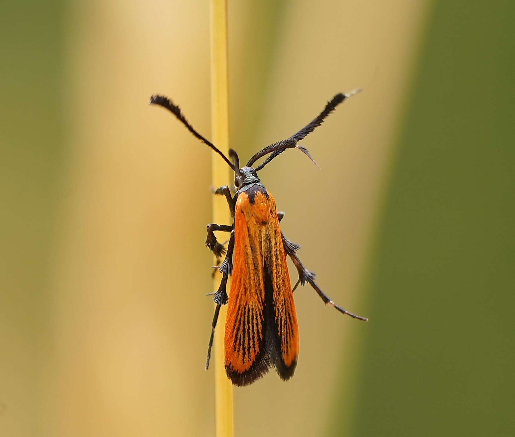 Image of Snellenia lineata Walker 1856