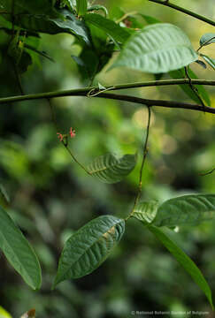 Image of Artabotrys likimensis De Wild.