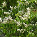 Image of Lagerstroemia fordii Oliv. & Koehne