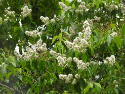 Plancia ëd Lagerstroemia fordii Oliv. & Koehne