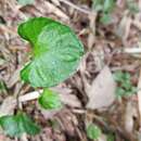 Image of Viola senzanensis Hayata