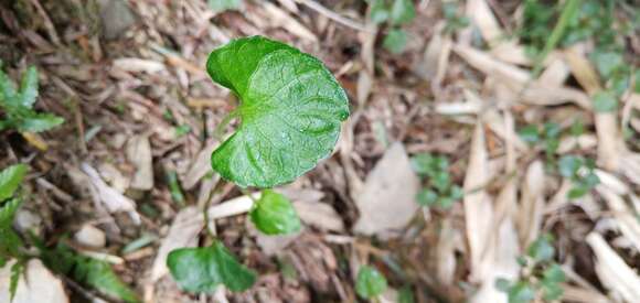 Viola senzanensis Hayata resmi