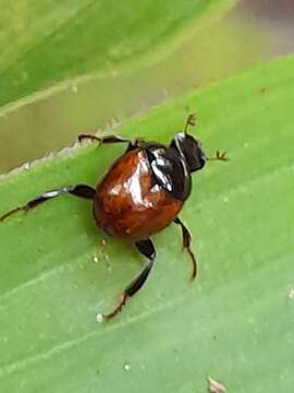 Imagem de Canthon (Glaphyrocanthon) subhyalinus Harold 1867