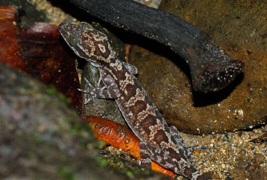 Image of Balu  Bow-fingered Gecko