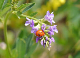 صورة Coccinella transversoguttata Faldermann 1835