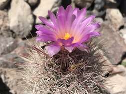 Image of Thelocactus bicolor subsp. bolaensis (Runge) Doweld