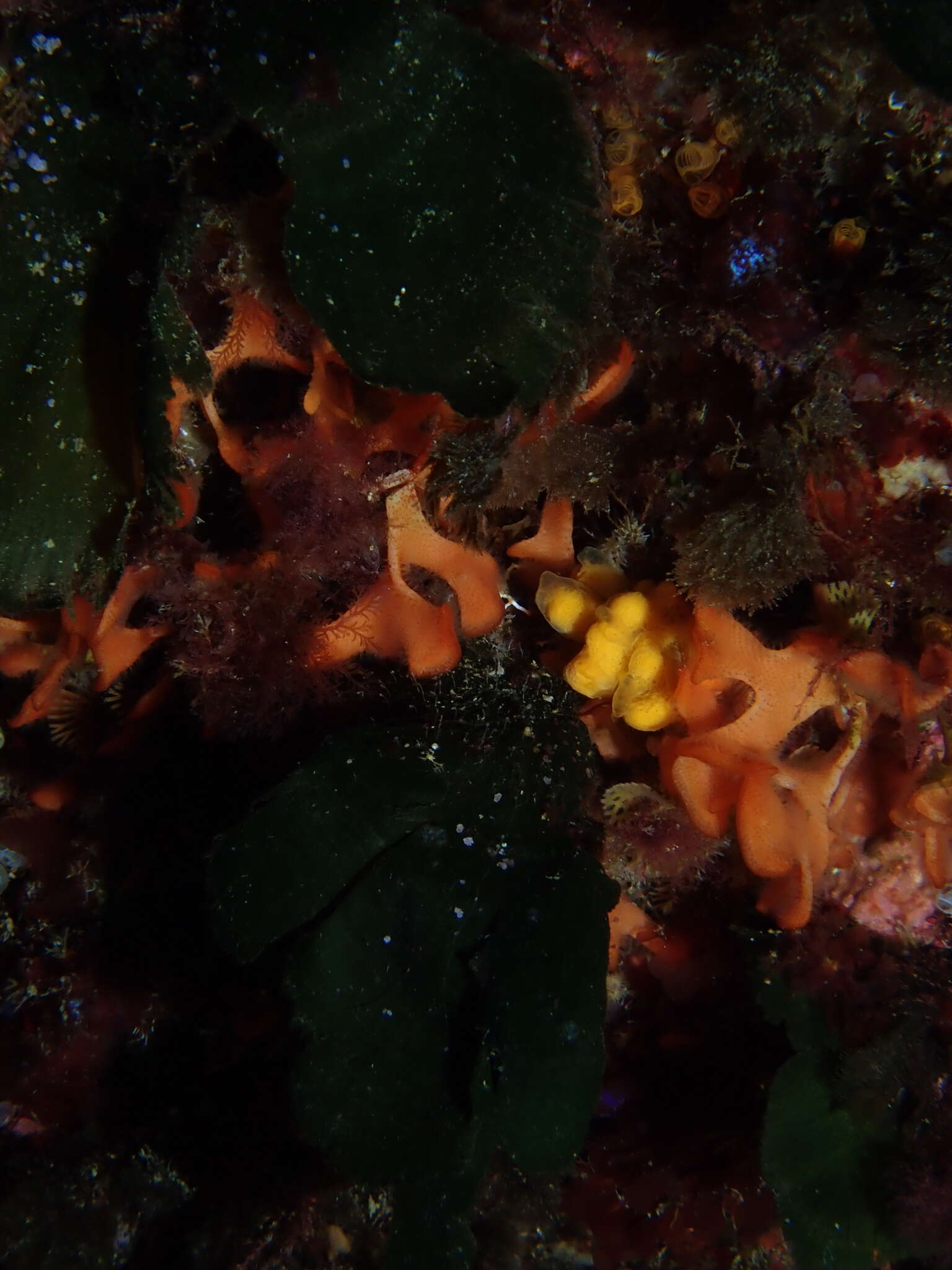 Image of Mediterranean mermaid's glove