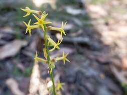 Image of Stackhousia viminea Sm.