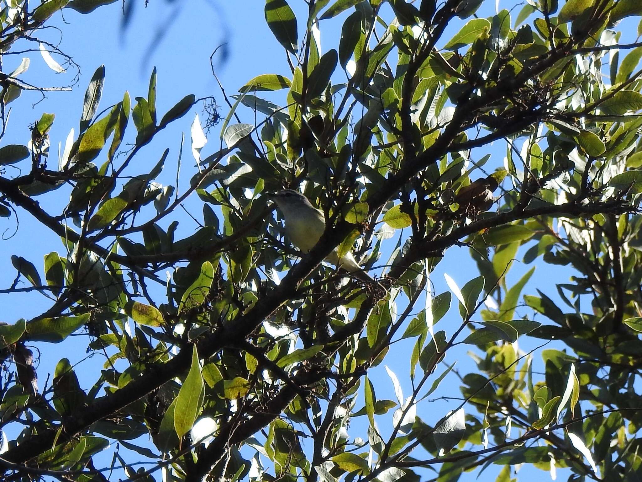 Image of Straneck's Tyrannulet