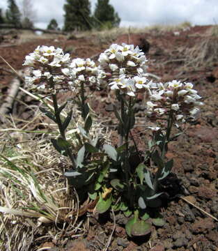 Imagem de Noccaea fendleri subsp. glauca (A. Nelson) Al-Shehbaz & M. Koch