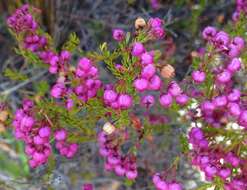 Image of Erica multumbellifera Tausch