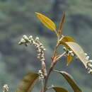 Image of Magnolia foveolata (Merr. ex Dandy) Figlar