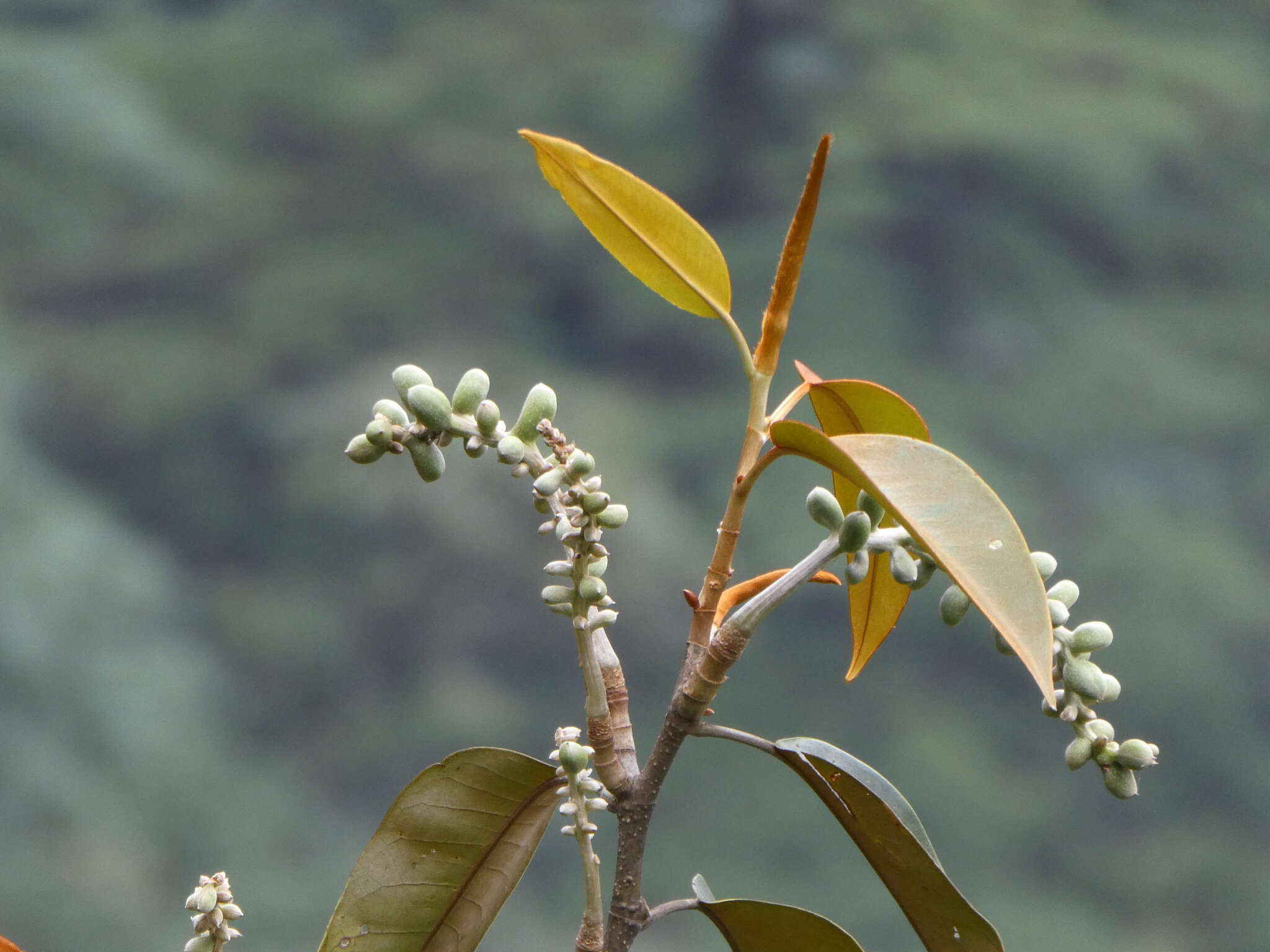 Image of Magnolia foveolata (Merr. ex Dandy) Figlar