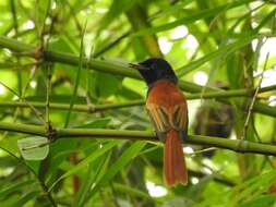 Image of Bates's Paradise Flycatcher