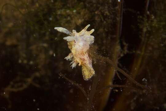 Image of Goniodoris meracula Burn 1958