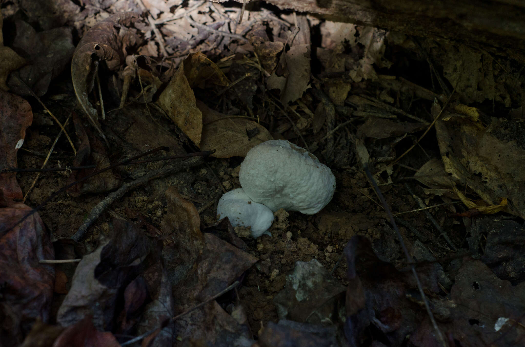 Image of Entoloma abortivum (Berk. & M. A. Curtis) Donk 1949