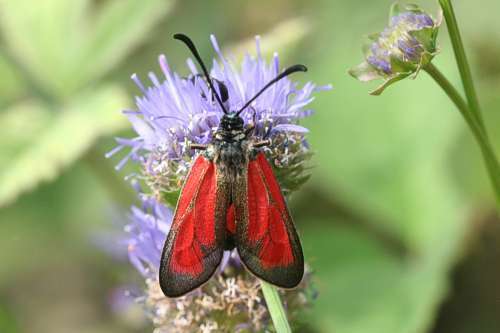 Plancia ëd Zygaena purpuralis Brünnich 1763