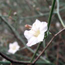 Image of Convolvulus erinaceus Ledeb.