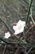 Image of Convolvulus erinaceus Ledeb.