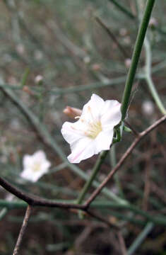 Plancia ëd Convolvulus erinaceus Ledeb.