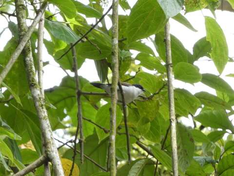 Image of White-breasted Negrofinch