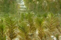 Image of Fern seagrass