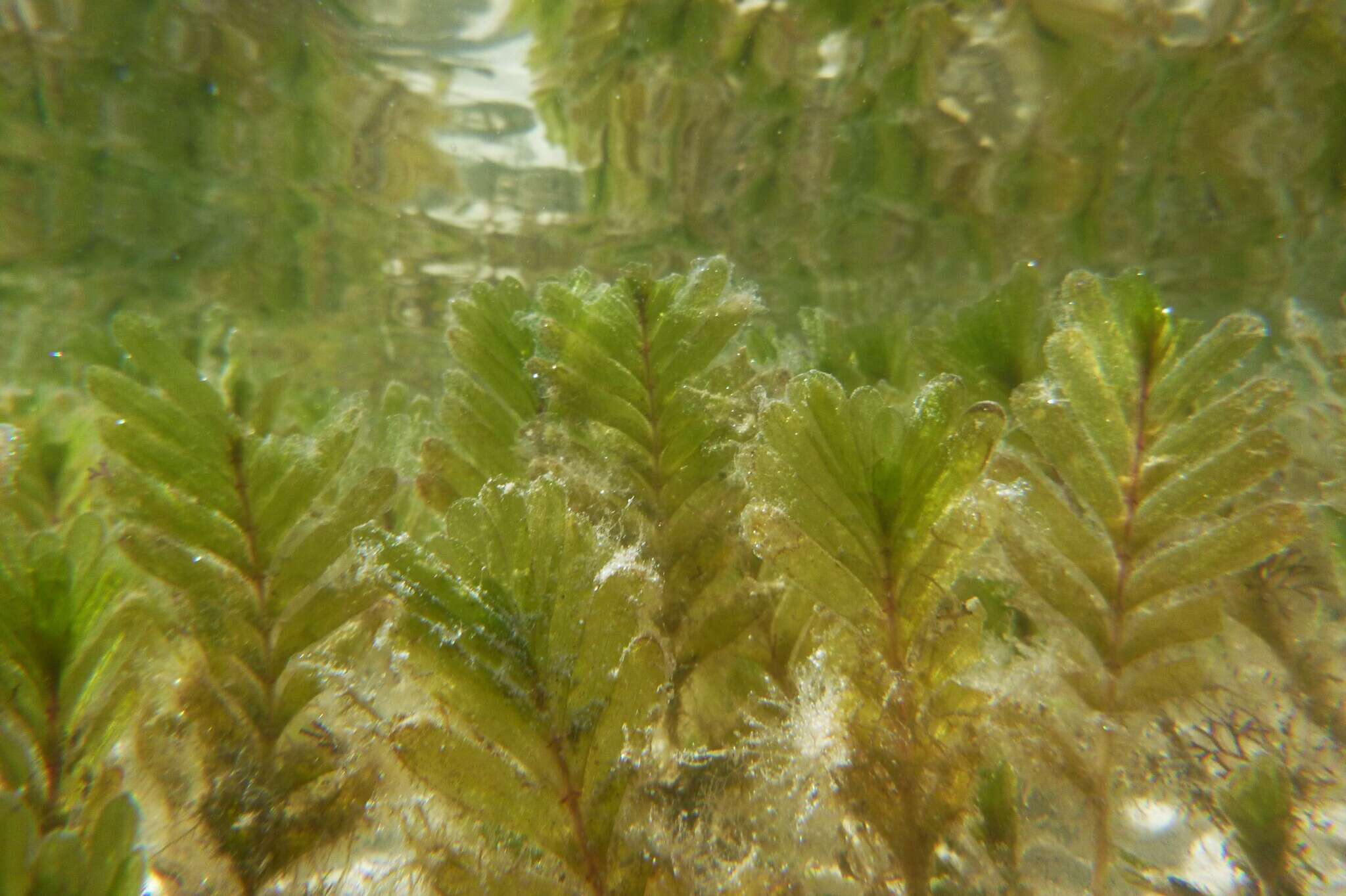 Imagem de Halophila spinulosa (R. Br.) Asch.