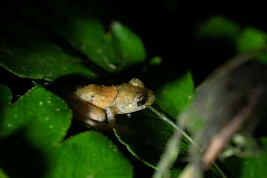 Image of Pristimantis parvillus (Lynch 1976)