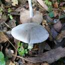 Слика од Coprinopsis uliginicola