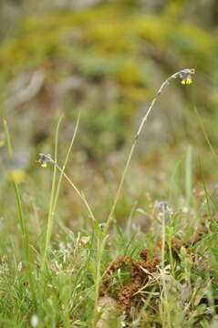 Image of Myosotis balbisiana Jordan