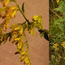 Image of anisescented goldenrod