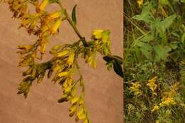 Image of anisescented goldenrod