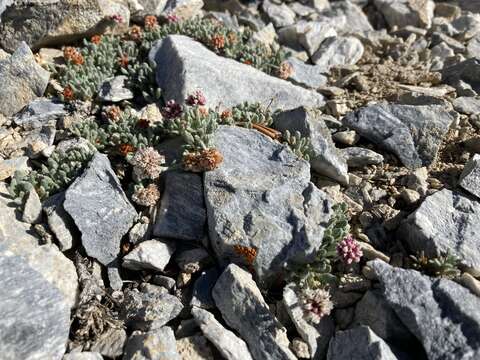 صورة Eriogonum holmgrenii Reveal