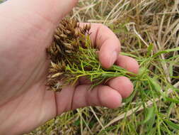 Image of Euthamia weakleyi G. L. Nesom