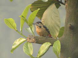 Image of Fulvous-breasted Woodpecker