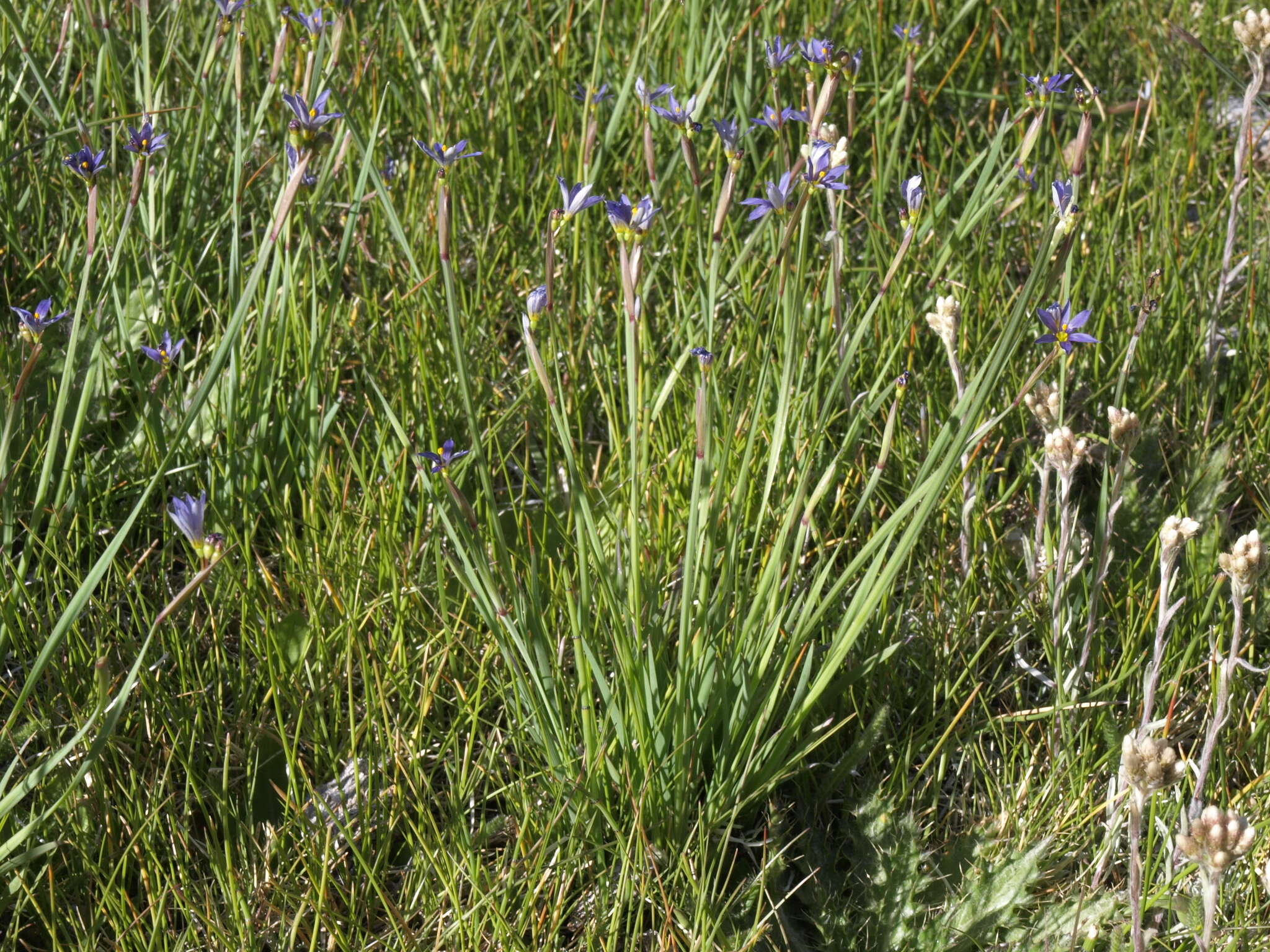 Слика од Sisyrinchium idahoense var. occidentale (E. P. Bicknell) Douglass M. Hend.