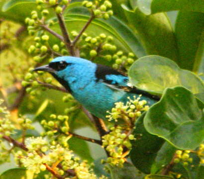 Imagem de Dacnis cayana (Linnaeus 1766)