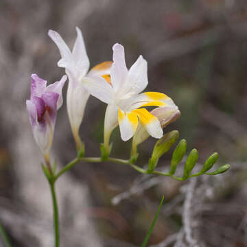 Plancia ëd Freesia fucata J. C. Manning & Goldblatt