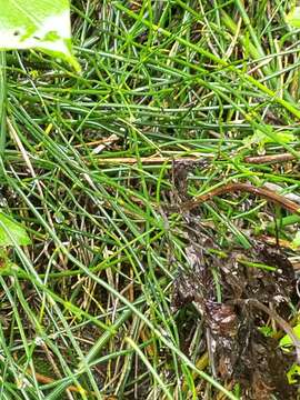 Image of Equisetum ramosissimum subsp. debile (Roxb. ex Vaucher) Hauke